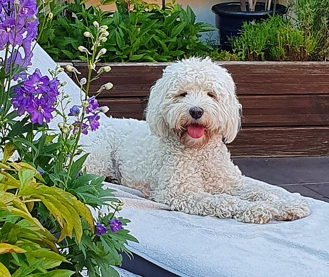 Bella