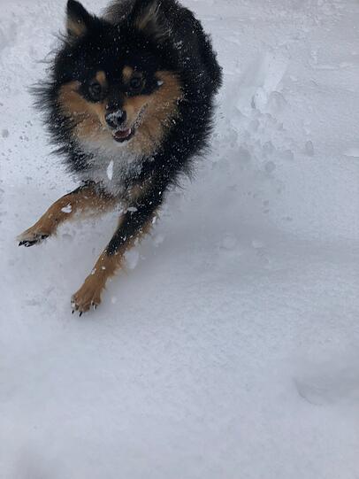Monty