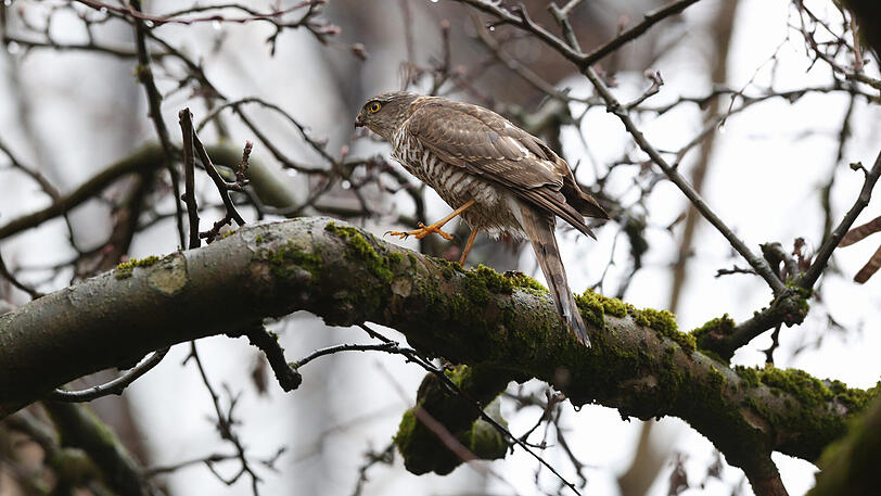 Nach der Mahlzeit fliegt der Sperber in einen Apfelbaum.