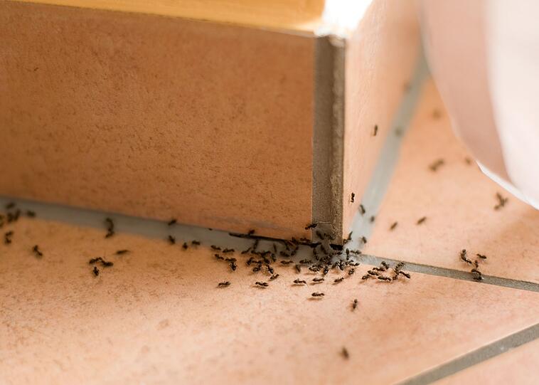 Zugegeben, nett ist dieser Anwendungsbereich nicht. Aber Sie k&ouml;nnen mit Backpulver auch Ungeziefer bek&auml;mpfen. Indem Sie eine Mischung aus Backpulver und Zucker in den Ritzen im Bad verstreuen, werden Sie Silberfische los. Auch Ameisen k&ouml;nnen Sie so Adieu sagen. Doch seien Sie sich bewusst: Die Tiere fressen das Pulver und sterben dadurch einen grausamen Tod ...
