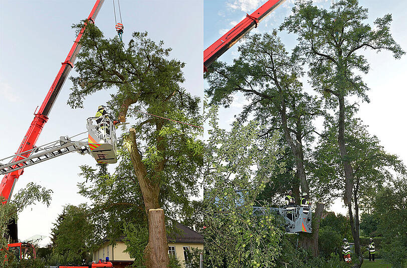 Der Baum musste abgetragen werden.
