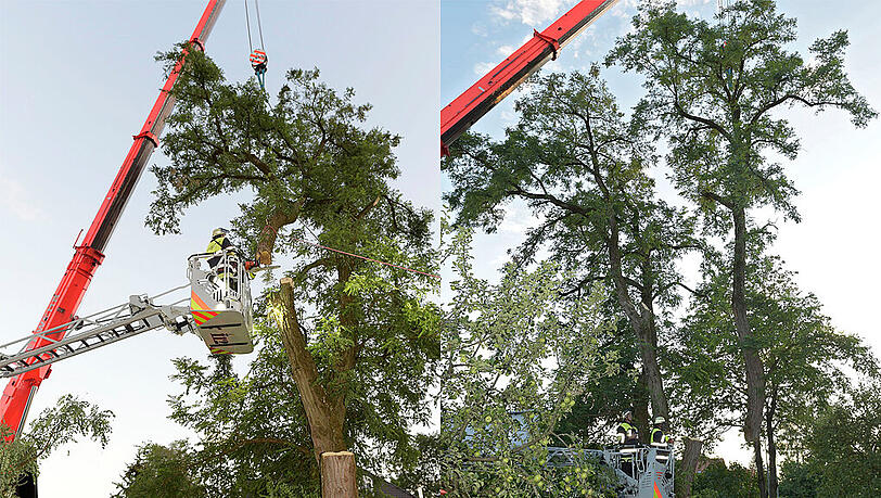 Der Baum musste abgetragen werden. Der Baum musste abgetragen werden.