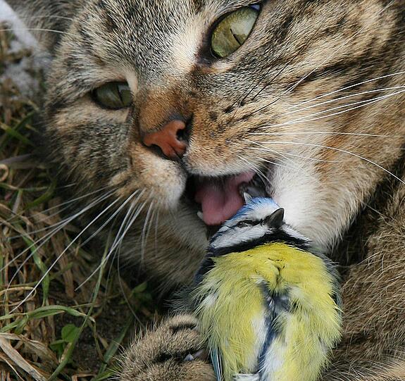  Bald Steuer für Katzen? 