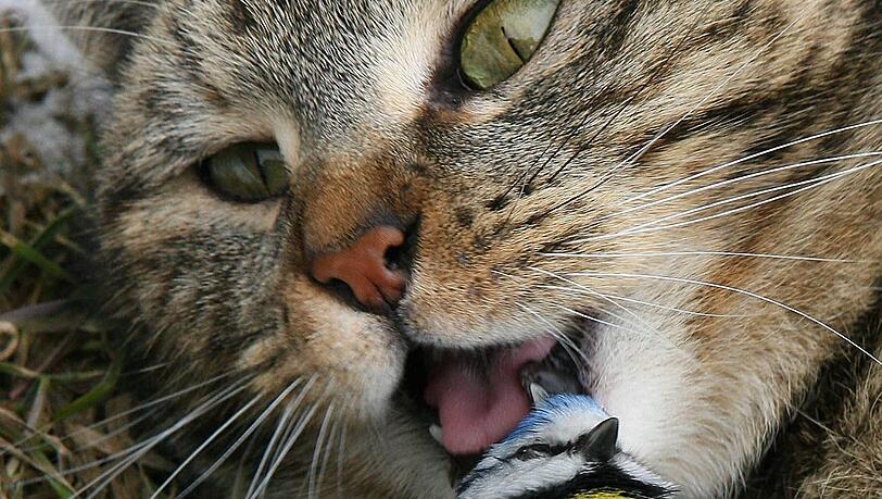 Eine Katze hat eine Blaumeise zur Strecke gebracht.