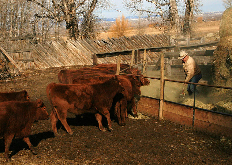 Ranchurlaub auf der Montana Ranch.