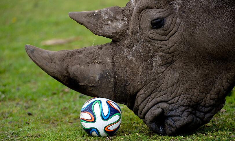 Ein Nashorn spielt am 13.04.2014 im Serengeti-Park in Hodenhagen (Niedersachsen) mit einem Fußball.
