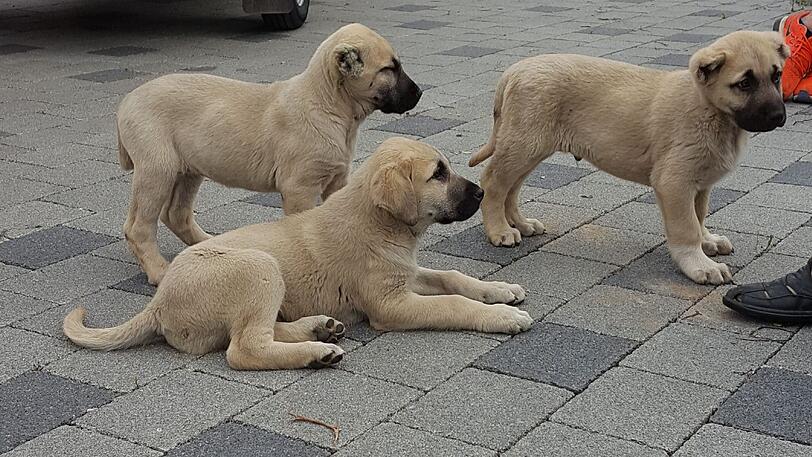 Diese drei Hundewelpen aus der Türkei konnte die Polizei in Weißenhorn aus einem beengten Anhänger retten.