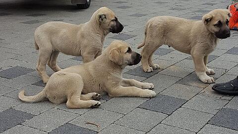 Diese drei Hundewelpen aus der Türkei konnte die Polizei in Weißenhorn aus einem beengten Anhänger retten.