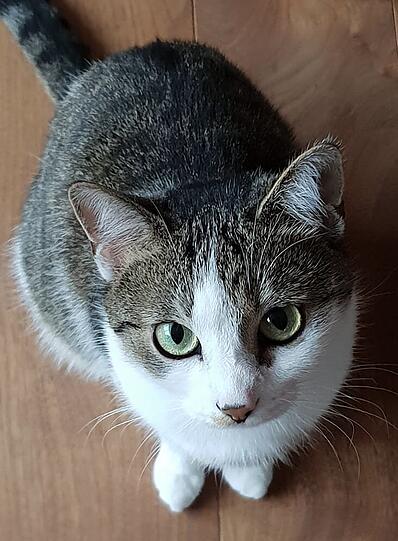 Feli