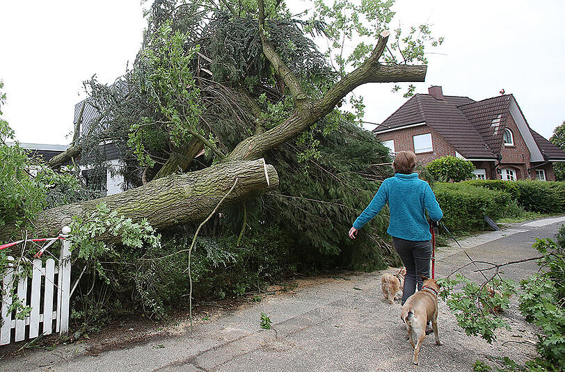 Die Schäden sind enorm, viele Bäume wurden entwurzelt. Menschen wurden bei dem Unwetter nicht verletzt.