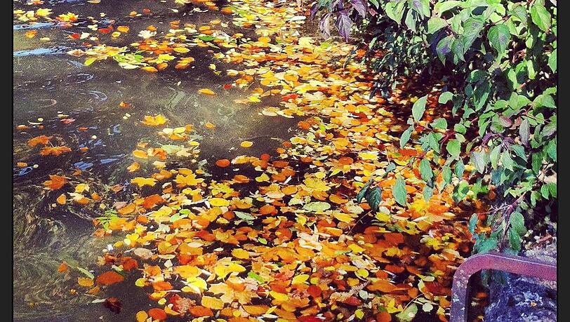 Der Englische Garten im Herbst - das mit den "schönen Tagen" stimmt ganz offensichtlich.