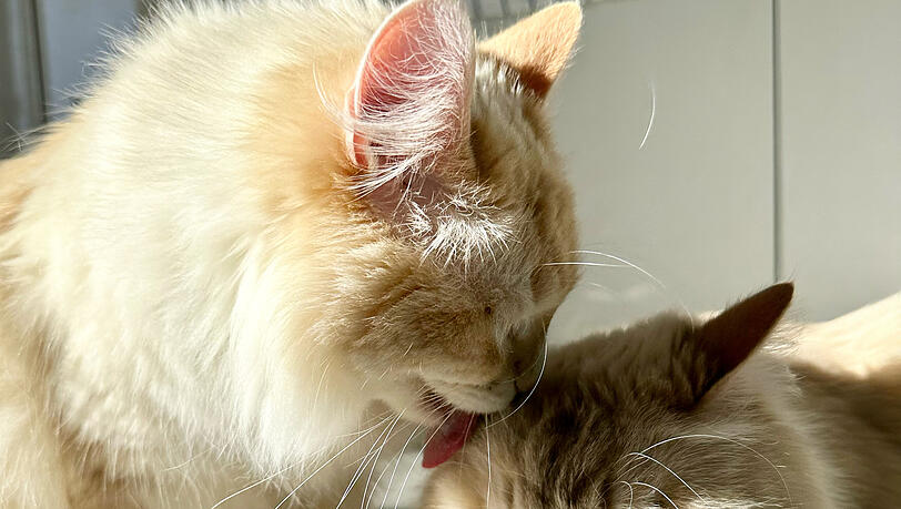 Platz 4: Bailey und Greysi – immer schmusebereit. Platz 4: Bailey und Greysi – immer schmusebereit.