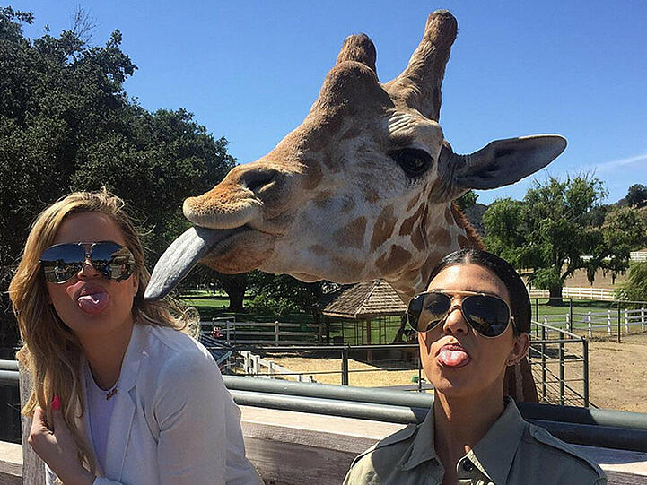 Gegen eine Giraffenzunge haben selbst die Kardashians keine Chance