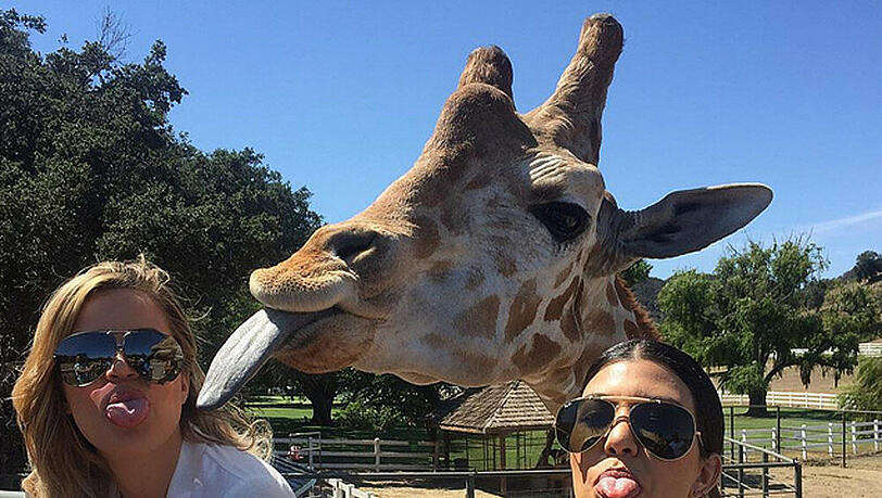 Gegen eine Giraffenzunge haben selbst die Kardashians keine Chance Gegen eine Giraffenzunge haben selbst die Kardashians keine Chance