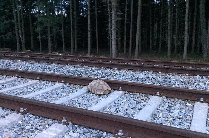 Diese Riesenschildkröte auf den Gleisen sorgte für Chaos im Zugverkehr.