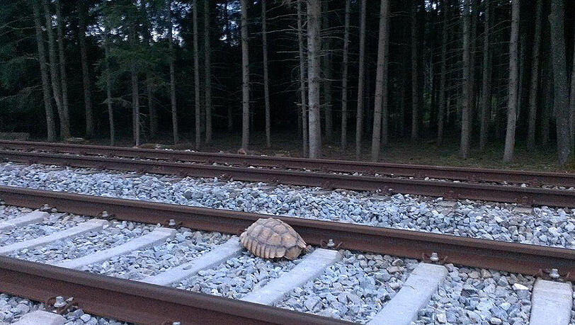 Diese Riesenschildkröte auf den Gleisen sorgte für Chaos im Zugverkehr. Diese Riesenschildkröte auf den Gleisen sorgte für Chaos im Zugverkehr.