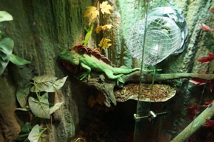 Die Attraktion Amazonas stellt in ihrer Wiesn-Dschungel-Welt lebende Reptilien aus.
