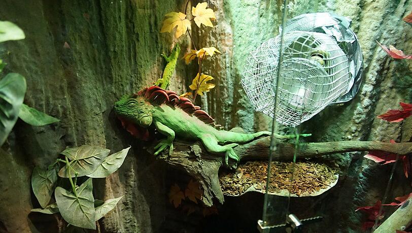 Die Attraktion Amazonas stellt in ihrer Wiesn-Dschungel-Welt lebende Reptilien aus. Die Attraktion Amazonas stellt in ihrer Wiesn-Dschungel-Welt lebende Reptilien aus.