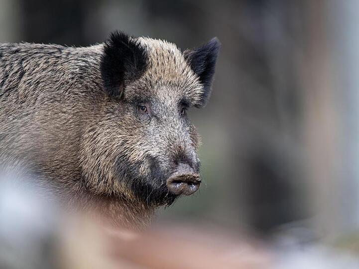 Die Afrikanische Schweinepest war zunächst bei einem Wildschwein in Polen festgestellt worden.