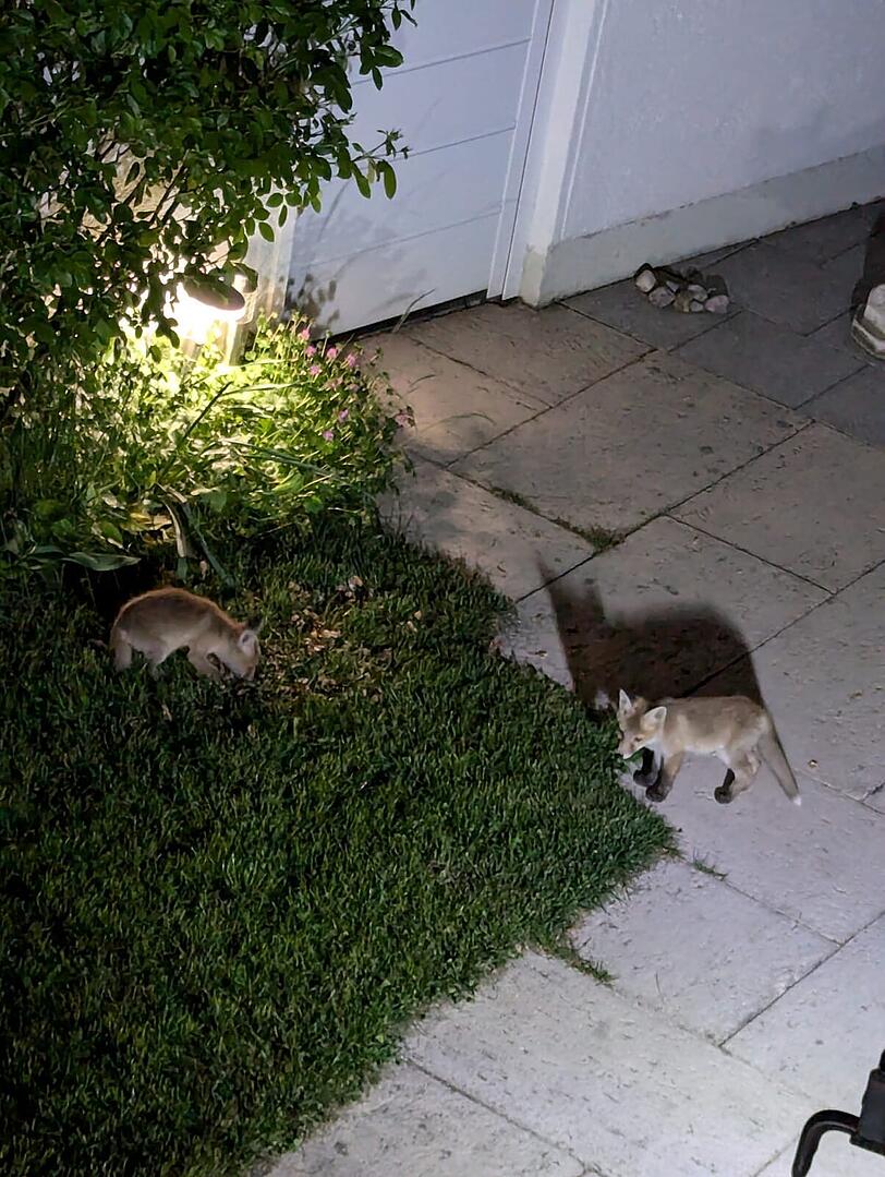 Die Fuchs-Jungen streunen nachts durch den Nachbarsgarten von Fritz Scholze. Die Fuchs-Jungen streunen nachts durch den Nachbarsgarten von Fritz Scholze.