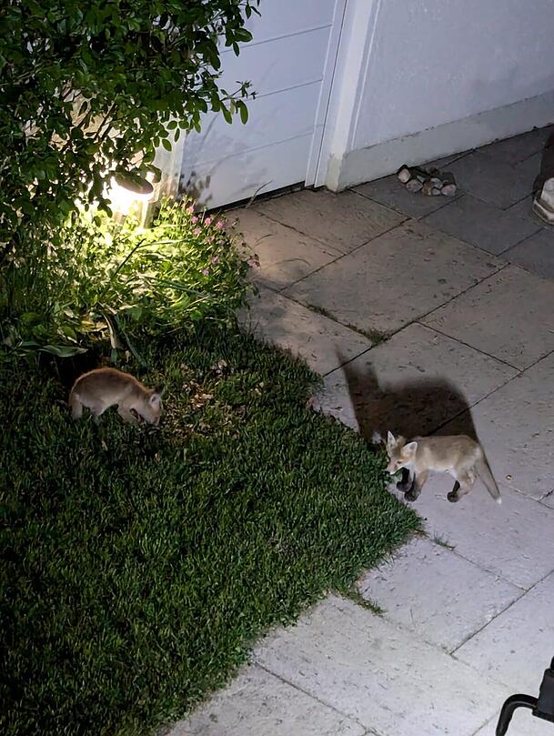 Die Fuchs-Jungen streunen nachts durch den Nachbarsgarten von Fritz Scholze.