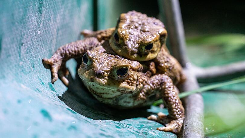 Wegen der Kälte sind die meisten Amphibien in diesem Jahr erst ab Ende März auf Wanderschaft gegangen. Wegen der Kälte sind die meisten Amphibien in diesem Jahr erst ab Ende März auf Wanderschaft gegangen.