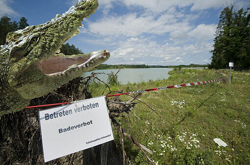 Schwimmt tatsächlich ein Krokodil durch den Mittleren Klausensee bei Schwandorf. Klicken Sie sich durch die Bilder der Krokodilsuche!