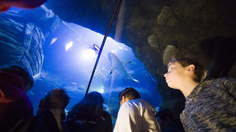 Kinder aus der Klasse 6 des Käthe-Kollwitz-Gymnasiumswaren durften bei der "Fischinventur" von Sea Life dabei sein.