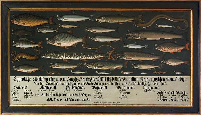 Johann Melchior Füsslis gemalte Marktordnung von 1709 informierte die Eidgenossen über Schon- und Verkaufszeiten der Fische aus dem Zürichsee und der Limmat. Wobei dort Verstöße bereits seit den 1330er Jahren mit Bußgeldern oder sogar Berufsverbot geahndet wurden.