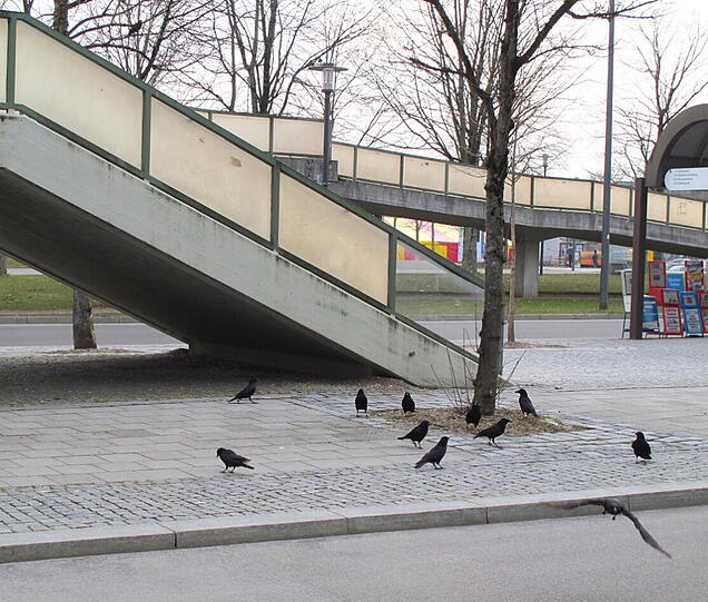 Auch andere Vögel bedienen sich an den Weizenkeimen.
