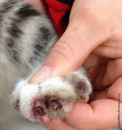Der Kater hat an drei Pfoten sämtliche Krallen verloren.