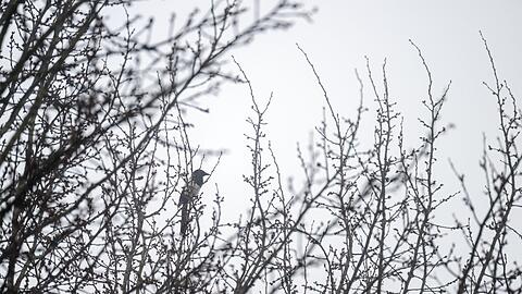 Das Wetter in Bayern bleibt tr&uuml;b. (Archivbild)