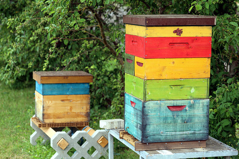Was die Bienen hier so sammeln, wird zu Gärtnerei-Honig.