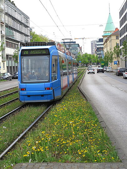Die Gleise der Trambahn sind in der Dachauerstraße rund um Stiglmaierplatz mit Löwenzahn bewachsen.