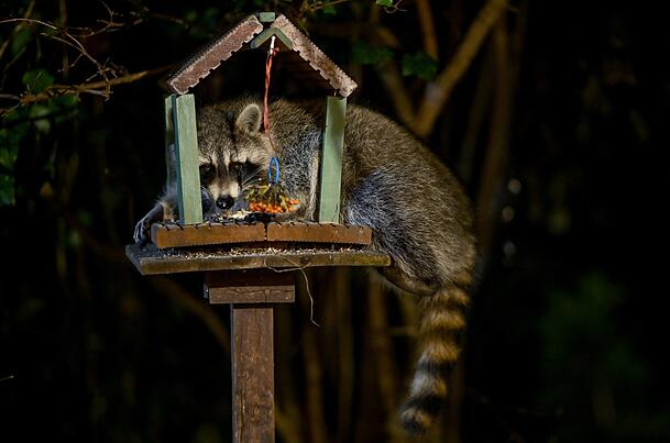 Ein Waschbär futtert an einem Vogelhaus. Ihr Tastsinn hilft ihnen im Dunkeln.