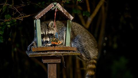 Ein Waschbär futtert an einem Vogelhaus. Ihr Tastsinn hilft ihnen im Dunkeln.