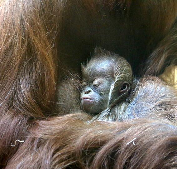 Das Orang-Utan-Baby von Hellabrunn. Die Bilder.