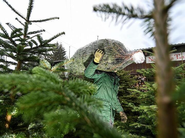 Viele Menschen kaufen ihren Weihnachtsbaum am liebsten direkt beim Erzeuger und nehmen ihn frisch abgesägt mit.