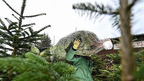 Viele Menschen kaufen ihren Weihnachtsbaum am liebsten direkt beim Erzeuger und nehmen ihn frisch abgesägt mit.