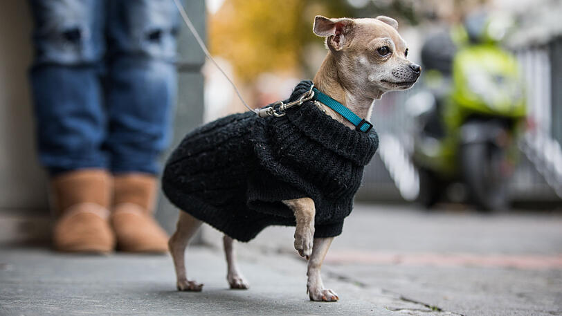Der Chihuahua attackierte den größeren Hund und biss daraufhin den Halter. (Archivbild)