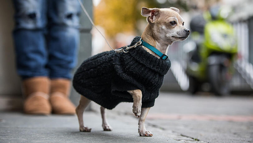 Der Chihuahua attackierte den größeren Hund und biss daraufhin den Halter. (Archivbild) Der Chihuahua attackierte den größeren Hund und biss daraufhin den Halter. (Archivbild)