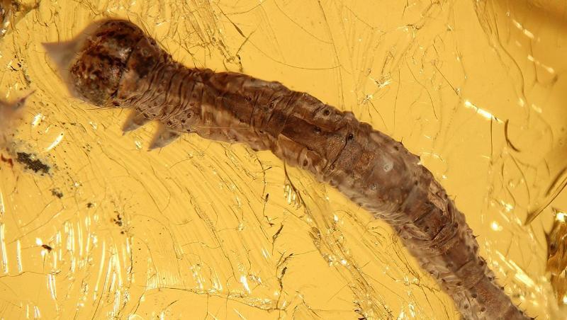 Eine Raupe ist in Bernstein eingeschlossen. Foto: Artur Michalski/SNSB – Zoologische Staatssammlung München/dpa/Archivbild Eine Raupe ist in Bernstein eingeschlossen. Foto: Artur Michalski/SNSB – Zoologische Staatssammlung München/dpa/Archivbild