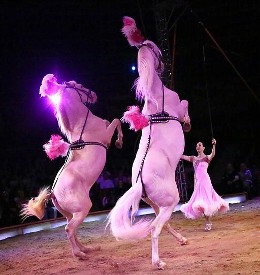 Das neue Winterprogramm des Circus Krone