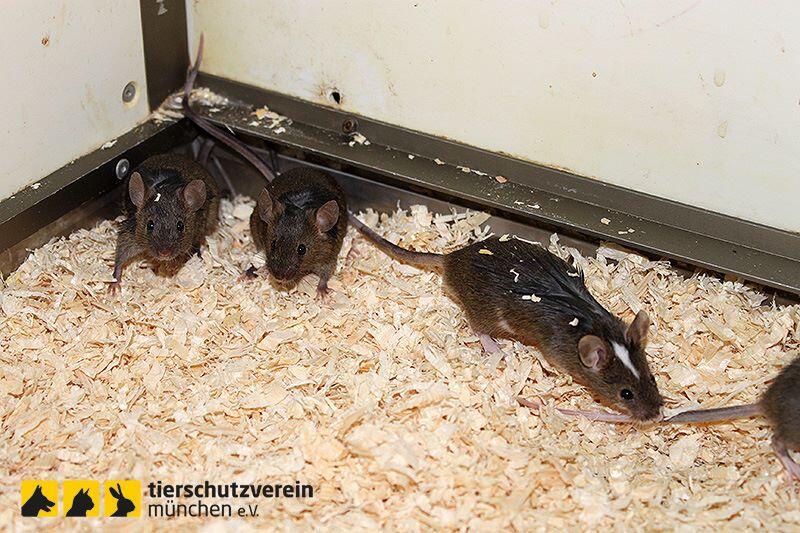 Der Tierschutz vermutet, dass die Mäuse sich aufgrund des engen Raums gegenseitig angefressen hatten.