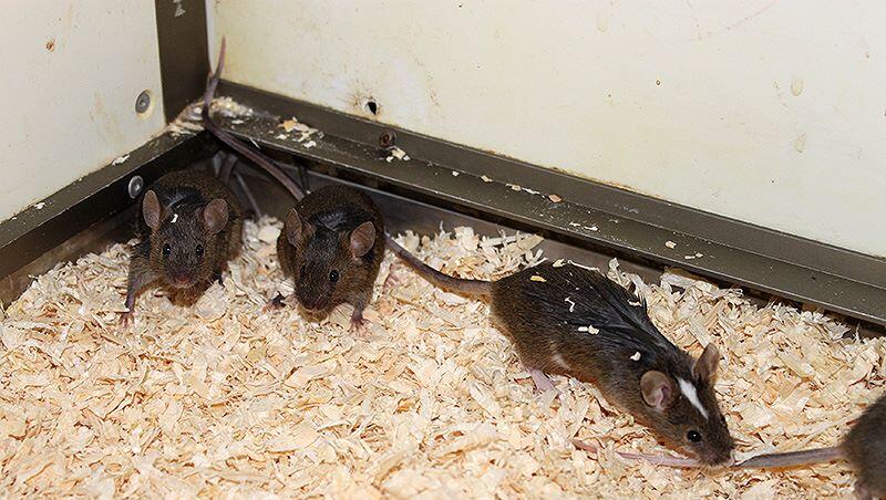 Der Tierschutz vermutet, dass die Mäuse sich aufgrund des engen Raums gegenseitig angefressen hatten. Der Tierschutz vermutet, dass die Mäuse sich aufgrund des engen Raums gegenseitig angefressen hatten.