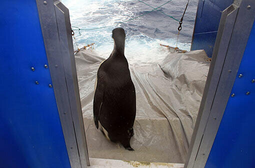 Am Sonntag wurde Pinguin "Happy Feet" von Forschern im Meer ausgesetzt. Nun soll er in seine Heimat, die Antarktis, zurückschwimmen. In der Nähe der Insel Campbell wurde das Tier sanft ins Wasser geschubst - es hatte sich selbst zunächst nicht getraut.