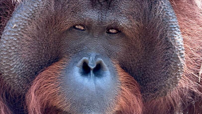 Orang-Utans teilen 97 Prozent ihres Erbguts mit den Menschen und sind sehr intelligent. (Archivbild)