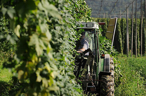 Hopfen wirkt aseptisch. Das macht das Bier haltbarer &ndash; und als Hausmittel bewährt es sich bei einer Erkältung.
