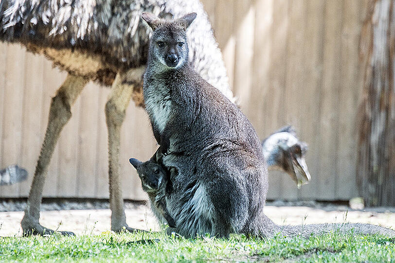 Tierischer Nachwuchs im Straubinger Zoo. Die Bilder.
