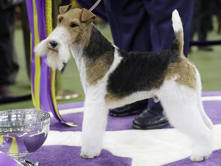 Hund mit Bart: Der Drahthaar-Foxterrier "King" neben seinem Pokal.